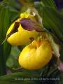 Large Yellow Lady's-Slipper duo 4 - Cypripedium pubescens